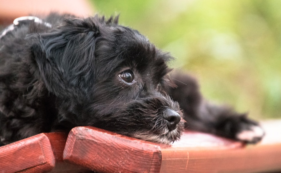 black dog sitting